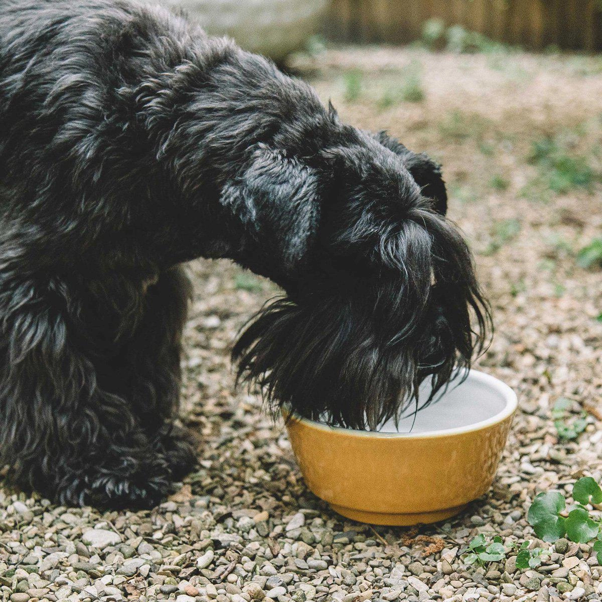 Yellow And Pappa Dog Food Bowl
