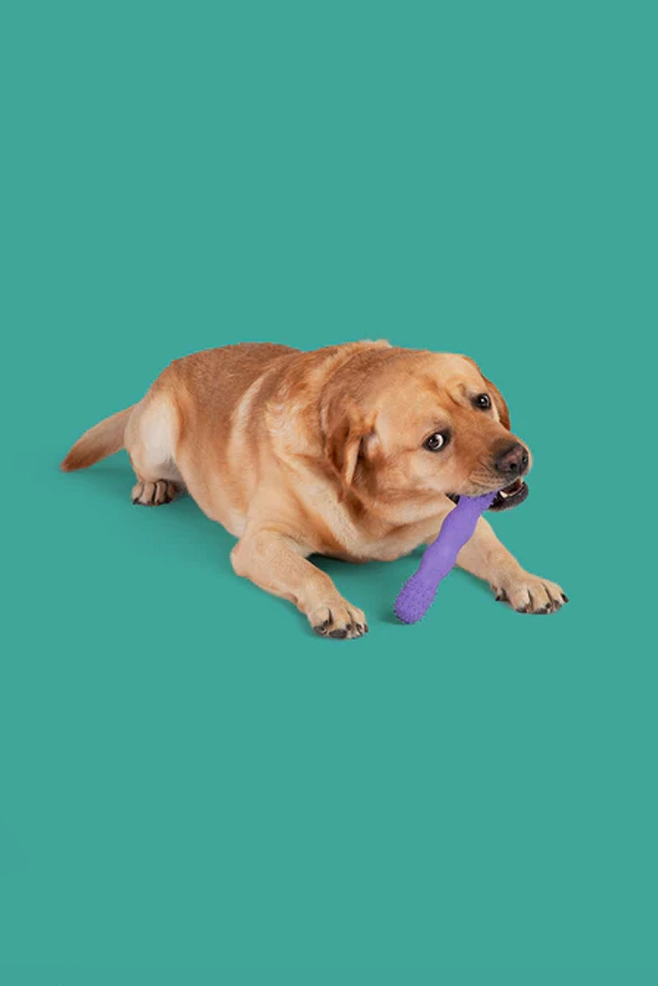 Yomp Toothbuddy Max Dog Toy