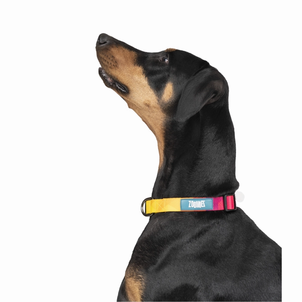 Zoomiez Solar Printed Collar for Dogs