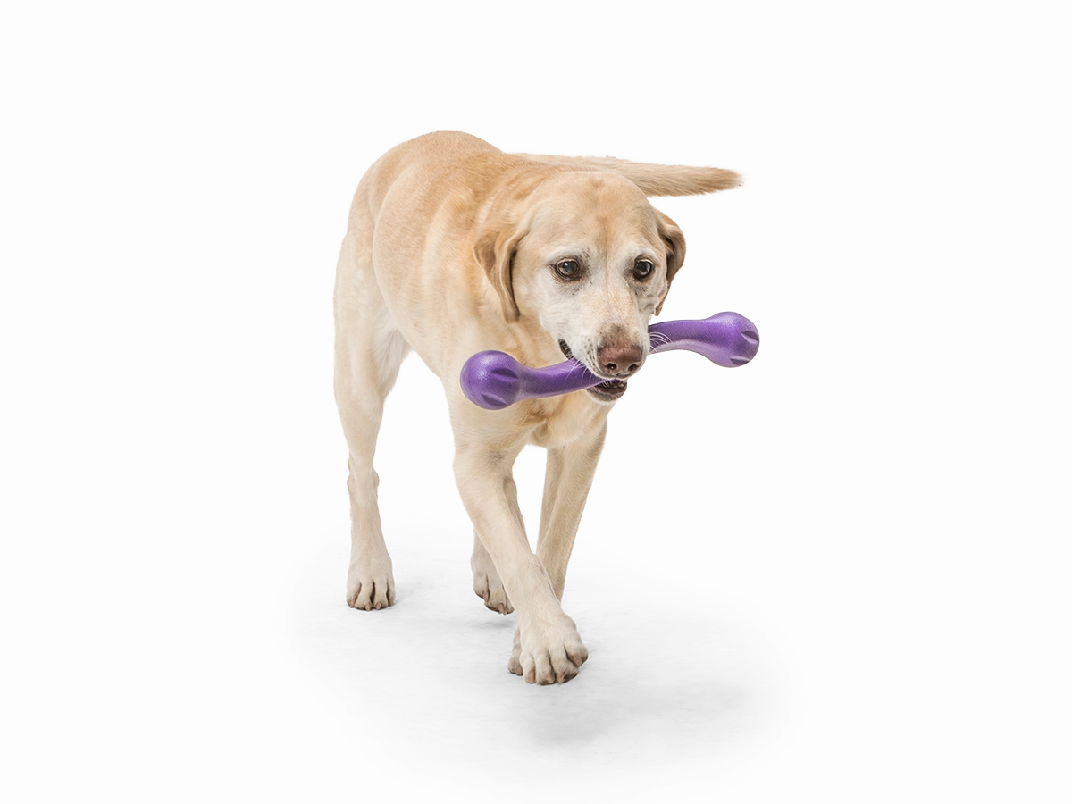 Zwig Dog Tug Toy